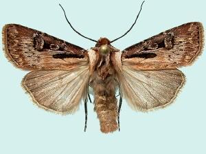 Agrotis vancouverensis