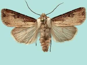 Agrotis stigmosa