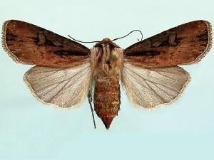 Agrotis volubilis