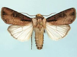 Agrotis volubilis