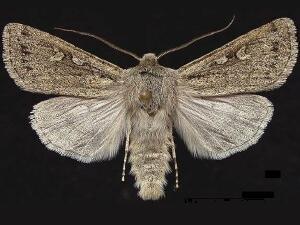 Protogygia alberta