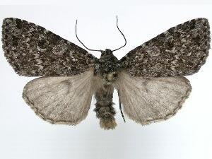 Xestia speciosa