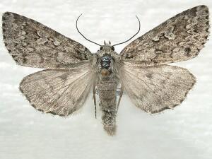 Xestia perquiritata