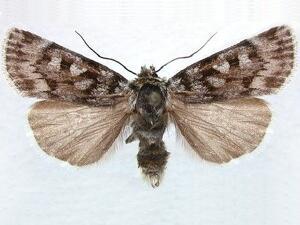 Xestia maculata