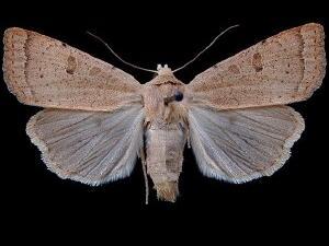 Abagrotis erratica