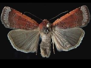 Abagrotis nefascia