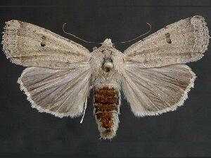 Abagrotis orbis