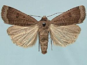 Abagrotis hermina