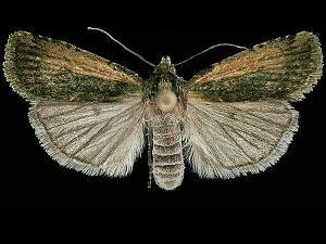 Abagrotis nanalis