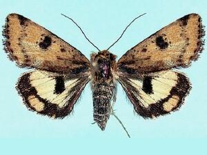 Heliothis acesias