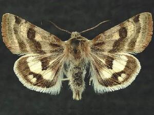 Heliothis ononis