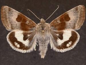 Heliothis oregonica