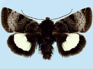 Heliothis borealis