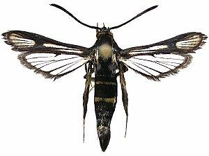 Carmenta anthracipennis