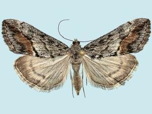 Evergestis subterminalis