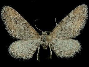 Eupithecia nimbicolor