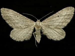 Eupithecia behrensata