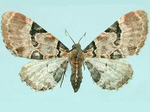 Eupithecia stellata