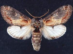 Notodonta scitipennis