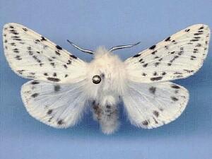 Spilosoma dubia