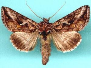 Autographa rubidus