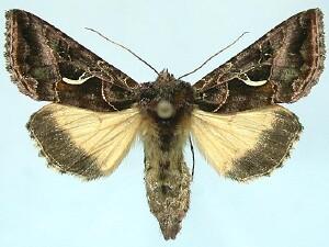 Autographa sansoni