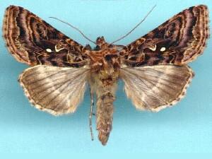 Autographa mappa