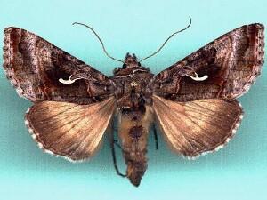 Autographa pseudogamma