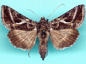 Autographa flagellum