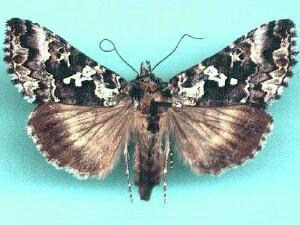 Syngrapha rectangula