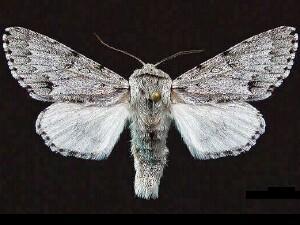 Acronicta lepusculina