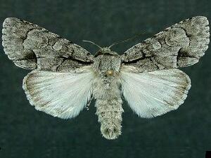 Acronicta radcliffei