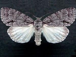 Acronicta grisea