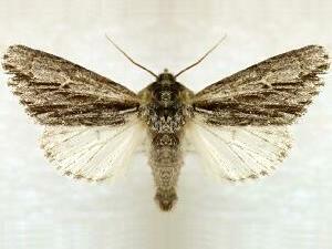 Acronicta browni