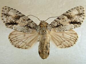 Acronicta beameri