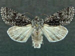 Acronicta impressa