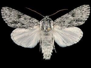 Acronicta longa