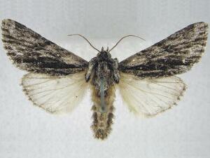 Acronicta barnesii