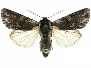 Acronicta othello