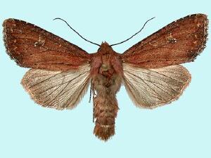 Apamea scoparia