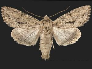 Apamea longula