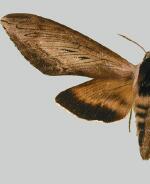 Sphinx luscitiosa