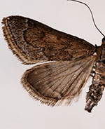 Pyrausta zonalis