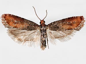 Rhyacionia pasadenana