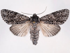 Acronicta othello