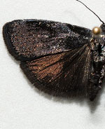 Pyla fasciella