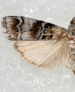 Dioryctria westerlandi