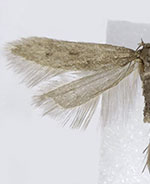 Monochroa ferrea