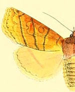 Pyreferra moffatiana