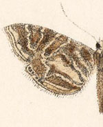 Oligostigmoides cryptalis